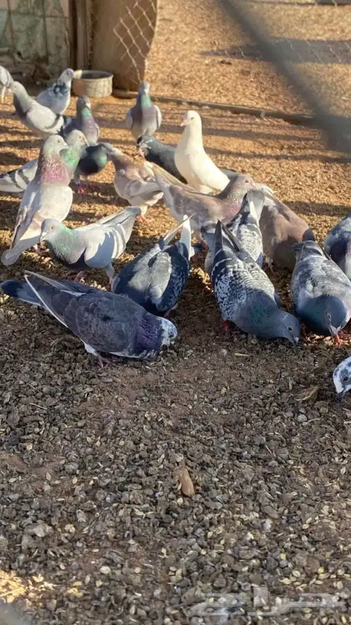 بيع حمام زاجل 30 جوز 4