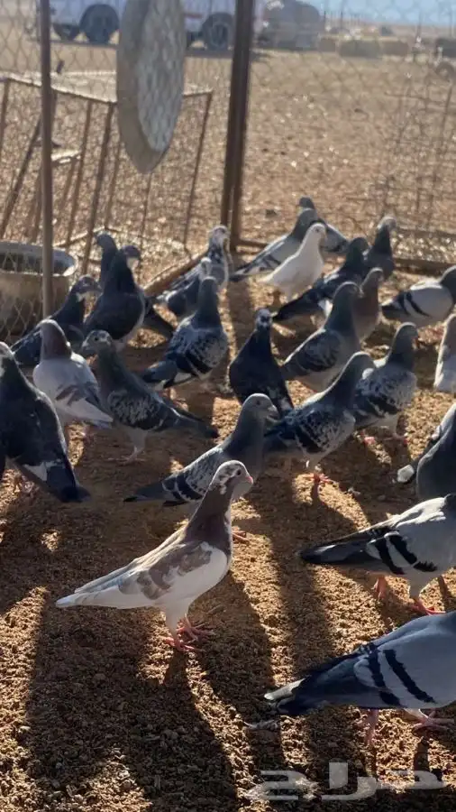 بيع حمام زاجل 30 جوز 3