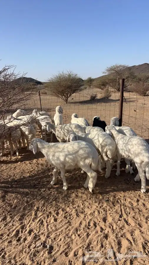 ذبايح زوجات ومناسبات 1