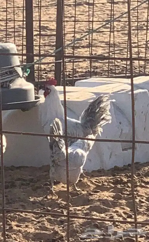 دجاج فيومي بشاير 1