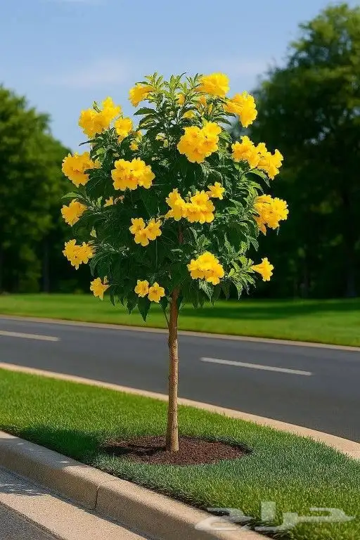 يوجد جميع انواع الاشجار والنباتات خرجي ودخلي 1