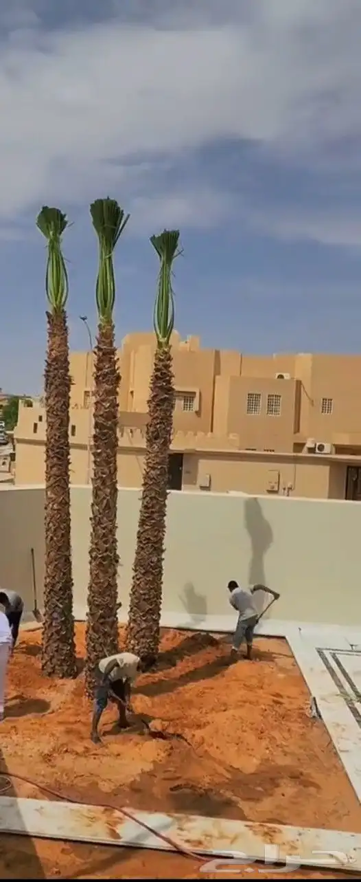 نخل للبيع جميع الأنواع متوفره وجميع المقاسات وباسعار مناسبه 7