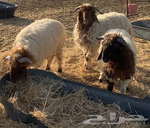 يوجد ثلاث خرفان ذبايح وطيبات للبيع اعمارها صغار 0