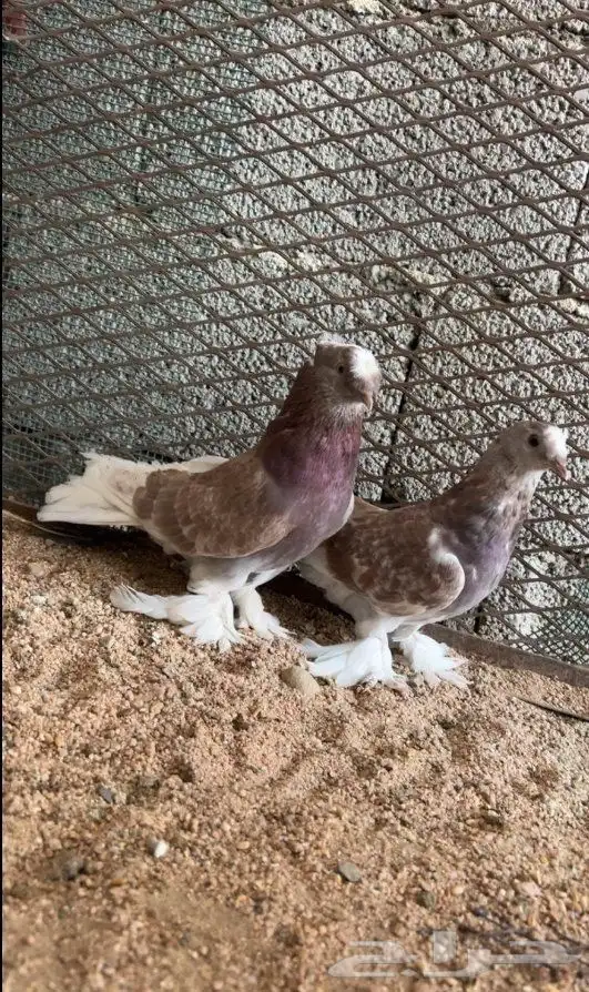 زوج تركي تفاحي فاخر 0