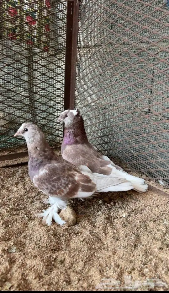 زوج تركي تفاحي فاخر 2