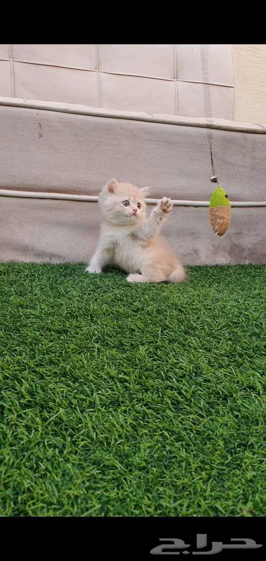 قطط برتش بيور للبيع 2