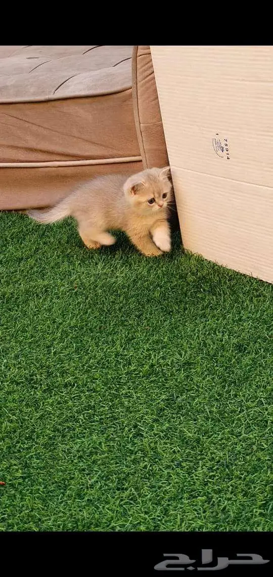 قطط برتش بيور للبيع 4