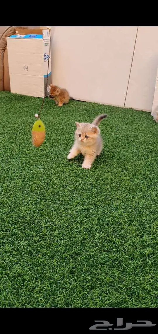 قطط برتش بيور للبيع 12