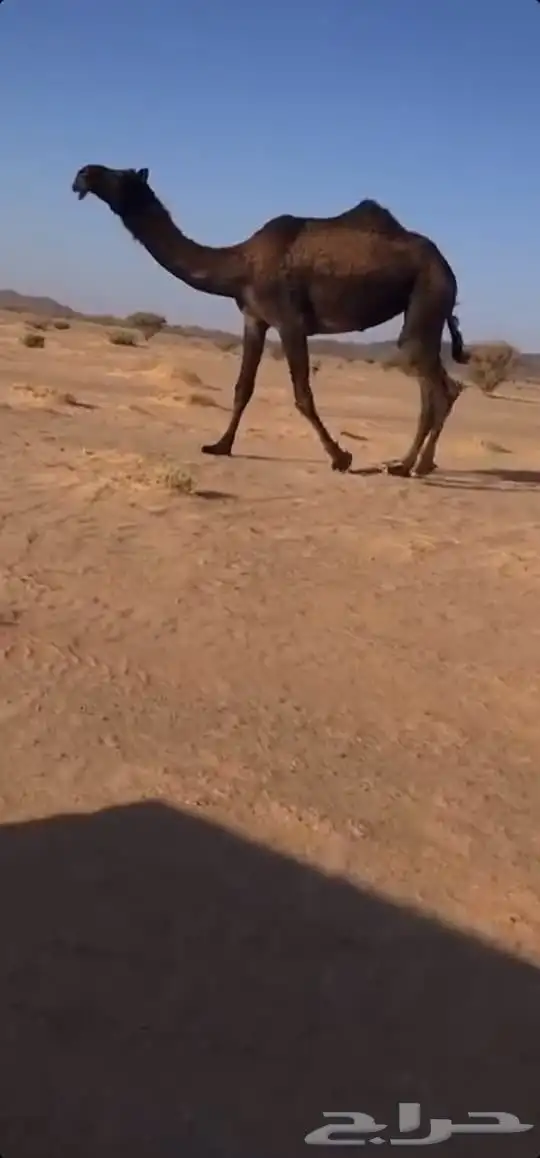 لقحة كفو وعجم كفو. مجاهيم 1