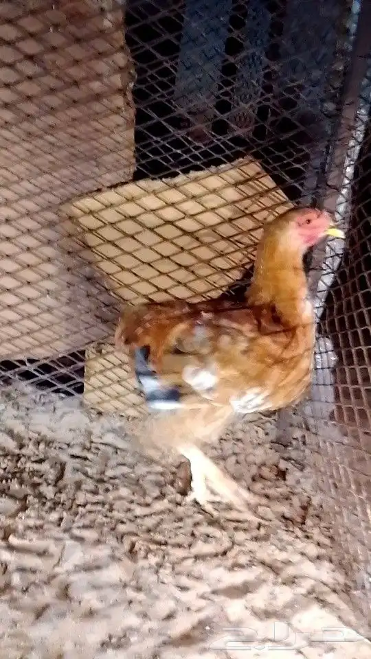 للبيع ديوك العداد 5 2