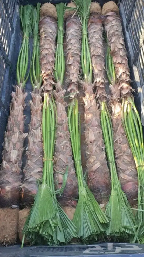 نخل للبيع جميع الأنواع متوفره وجميع المقاسات وباسعار مناسبه 4