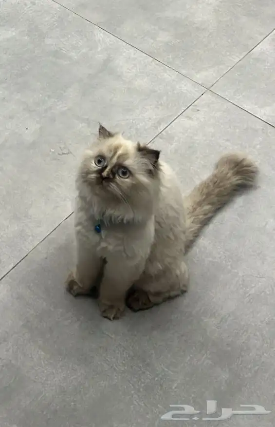 قطه مفقوده 2