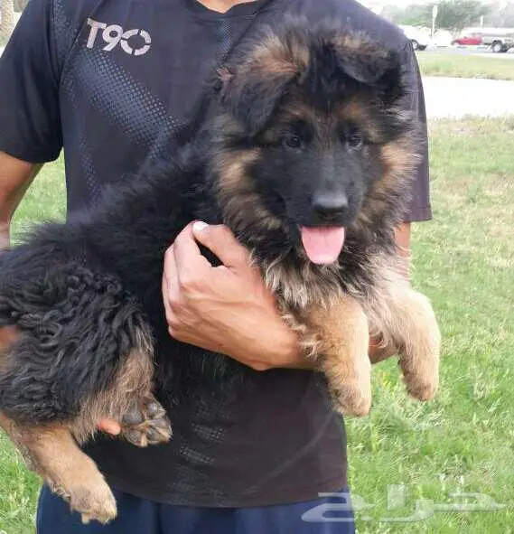 بومرينيم وميني توي بودل ويوركي وجيرمن 1