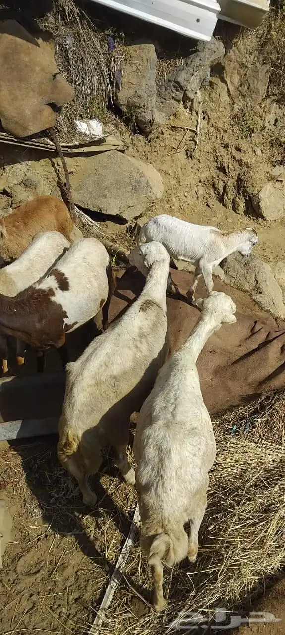 ضان صمع للبيع 1