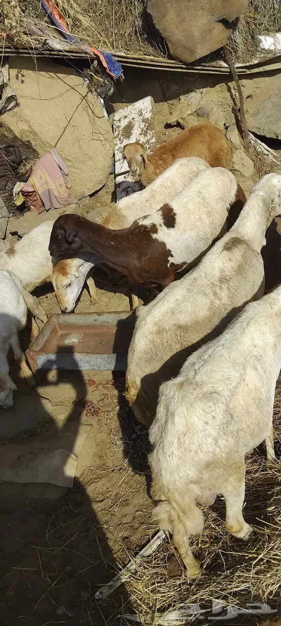 ضان صمع للبيع 3