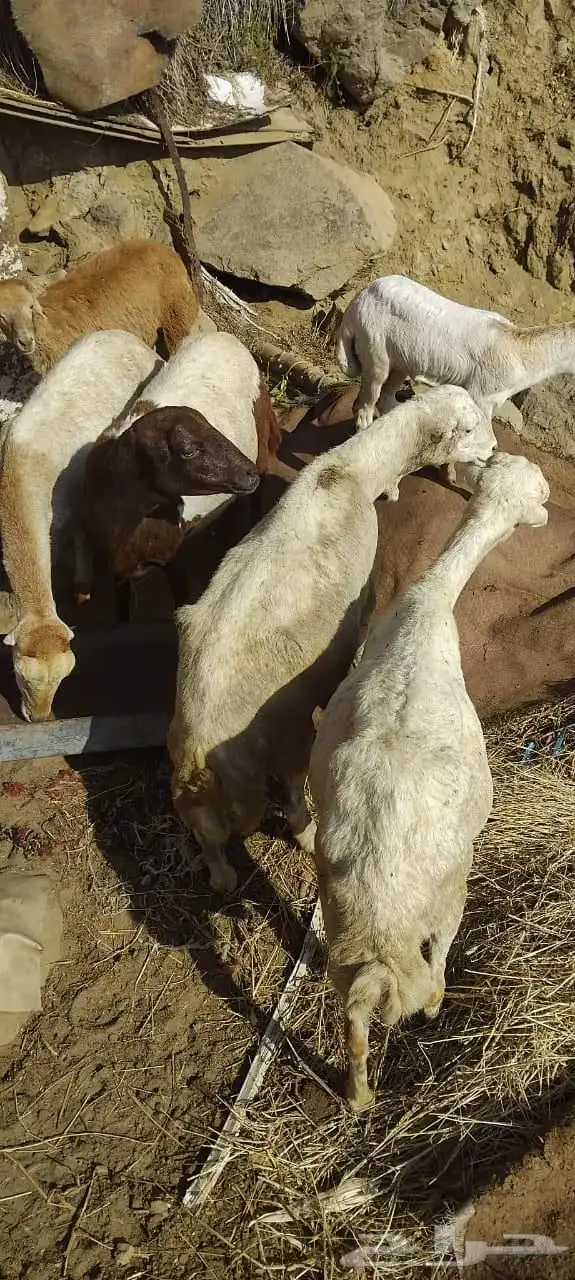 ضان صمع للبيع 2