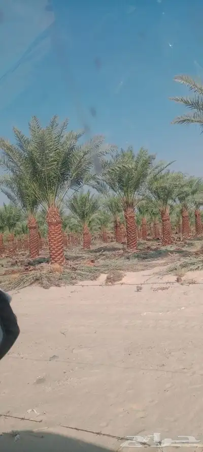 ابوالزام تريد النخيل العربي والواشنطن اتواصل index