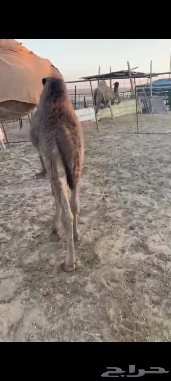 حوار عمره حول ثلاث شهور 1