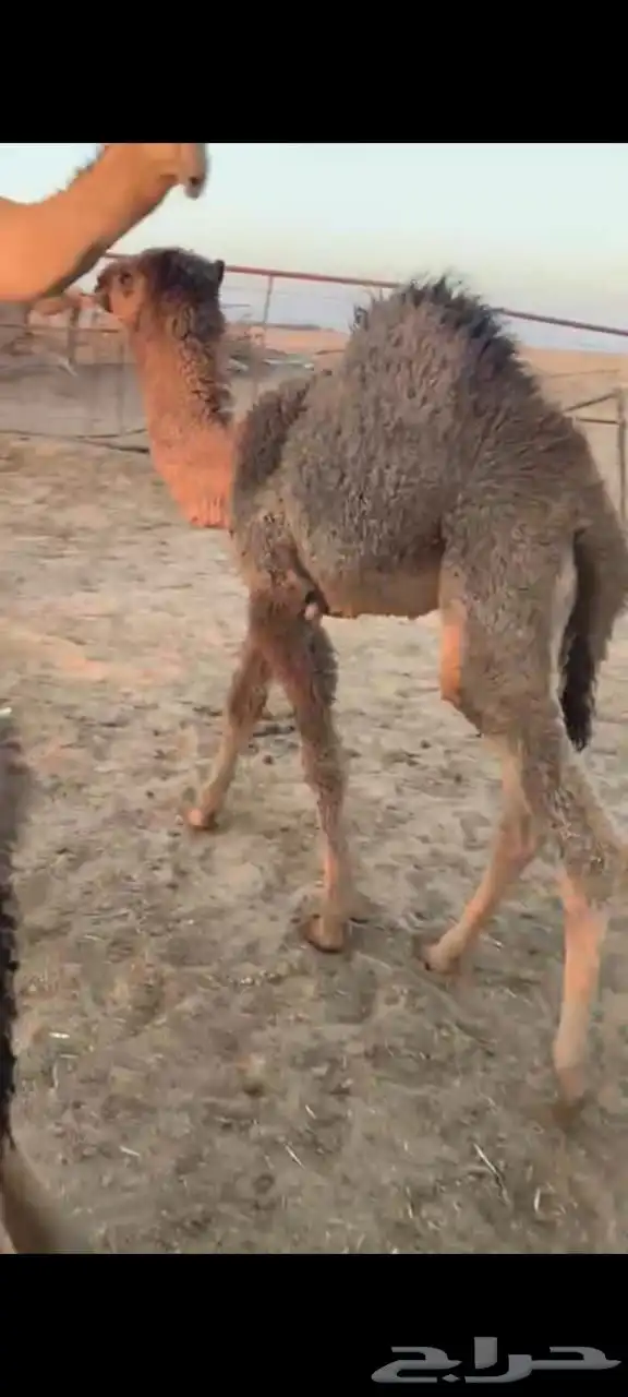 حوار عمره حول ثلاث شهور 0