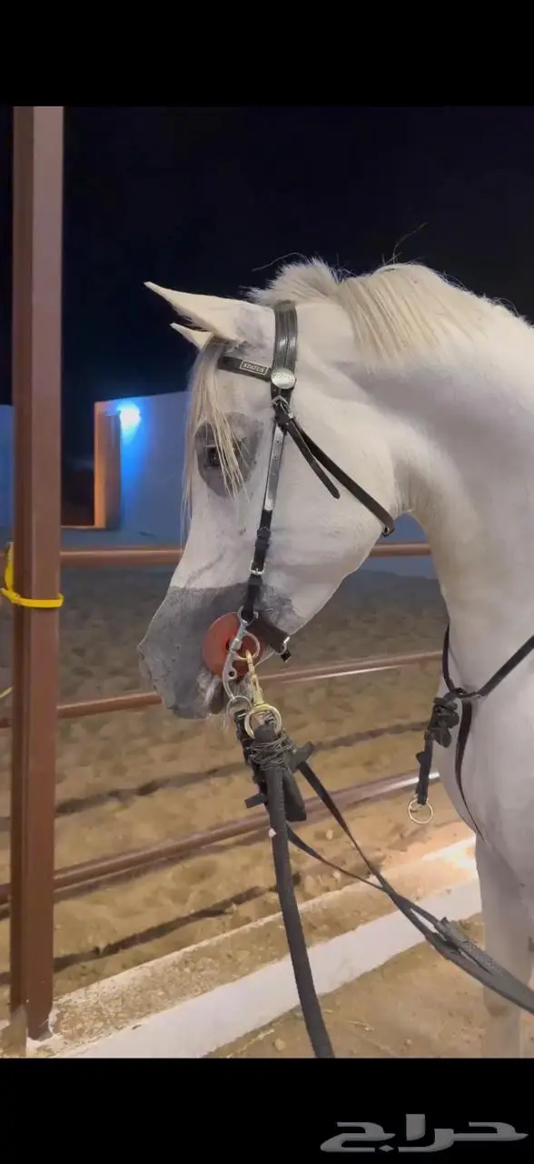 (حصان فحل واهو مصري بيور) 1