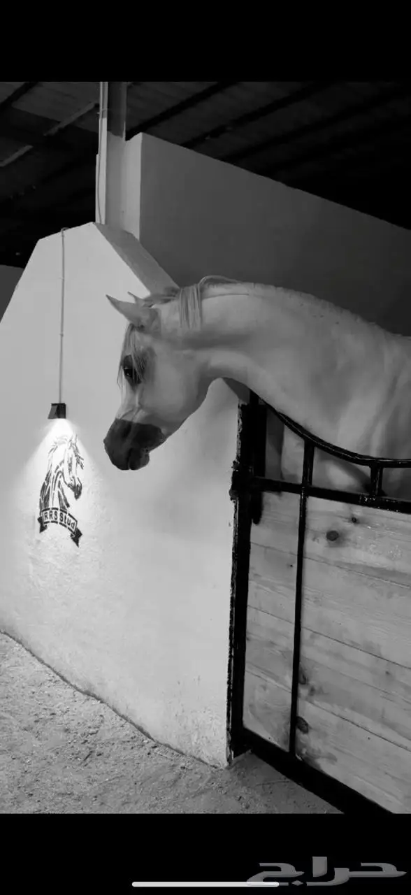 (حصان فحل واهو مصري بيور) 0