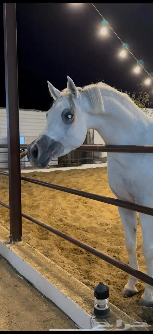 (حصان فحل واهو مصري بيور) 2