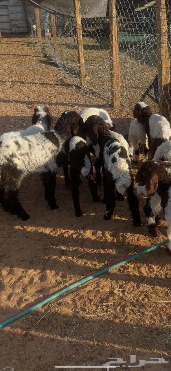 نعيم دواغير 1