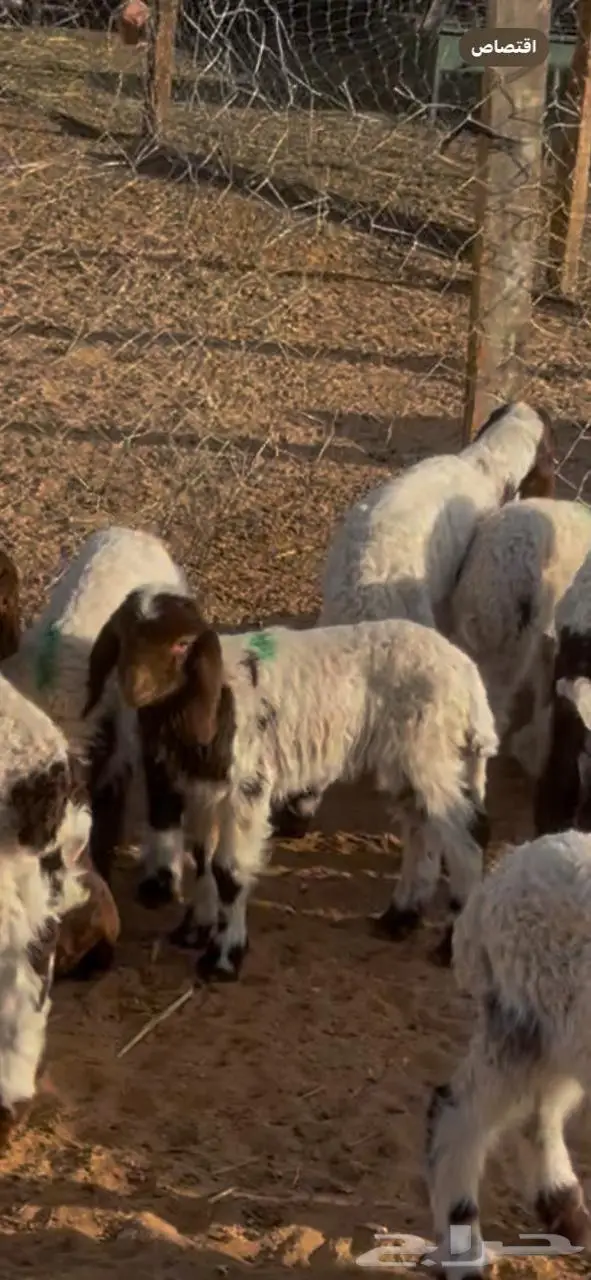 نعيم دواغير 0