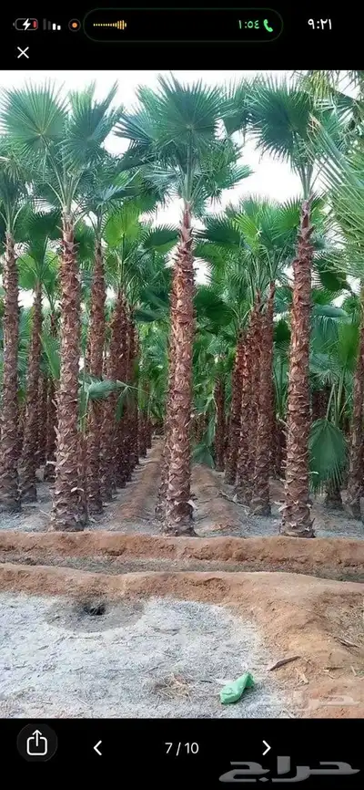 نخل واشنطي زينه ابومروحه درجه اولى index