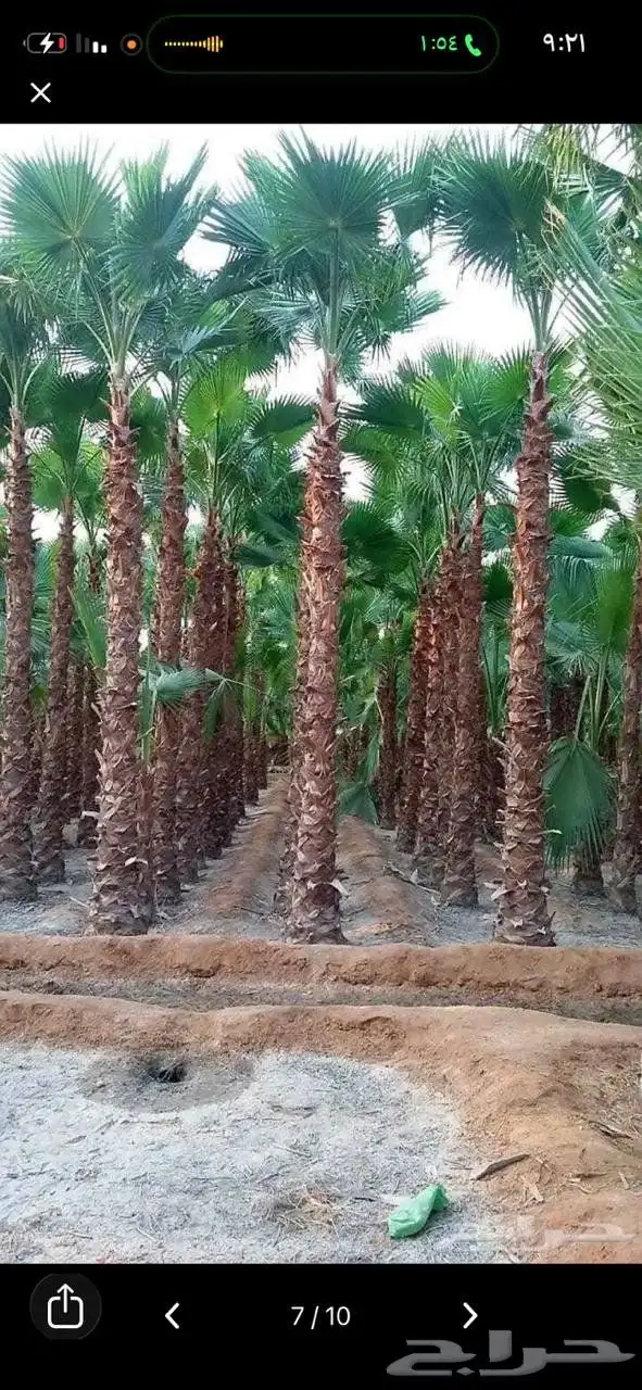 نخل واشنطي زينه ابومروحه درجه اولى 6