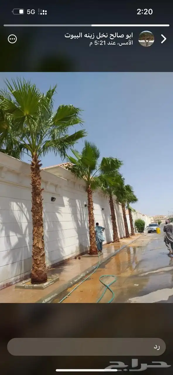 نخل واشنطني امريكي زينه للبيع 7