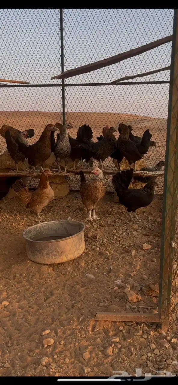 للبيع.دجاج بلدي بياض شرط فااخر 1