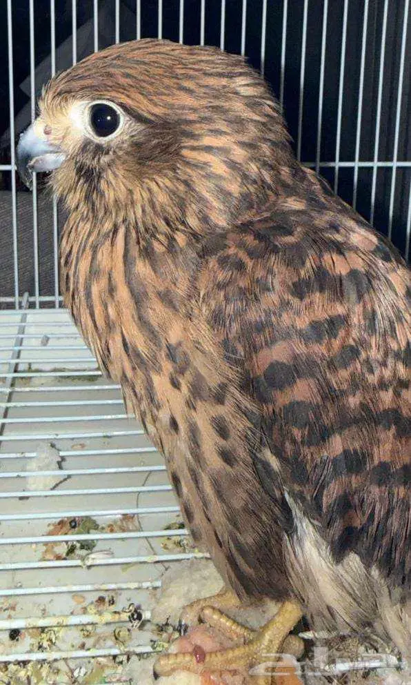 صقر لا أعلم نوعه للبيع 0