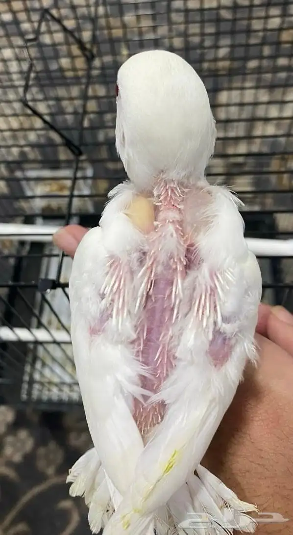 فرخ روز البينو 2