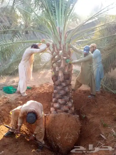 نخل واشنطني نخل اخلاص سكري صقعي هلالي غر نبوت سلج index