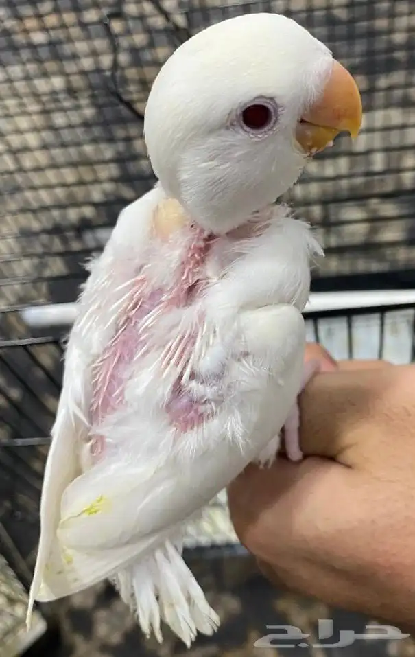 فرخ روز البينو 0