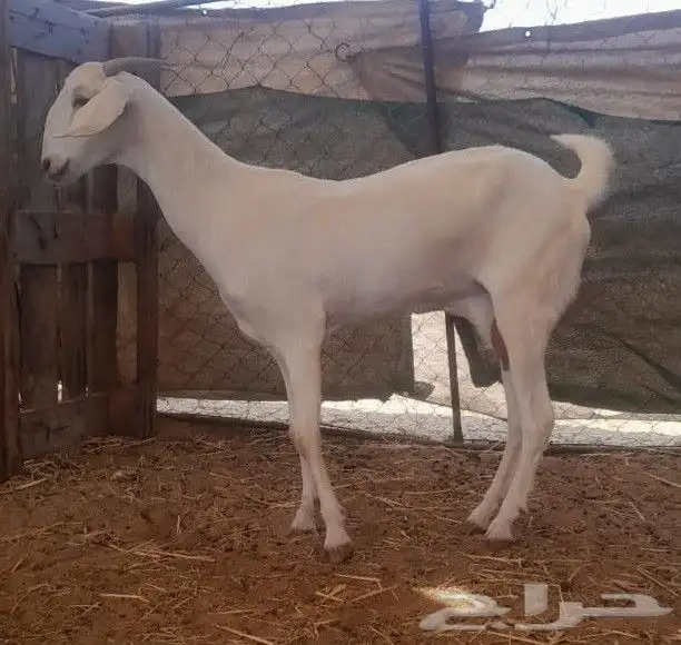 عنز برصى تحتها تيس 1