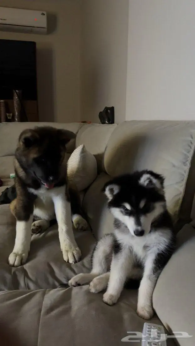 كلب اكيتا امريكي 0