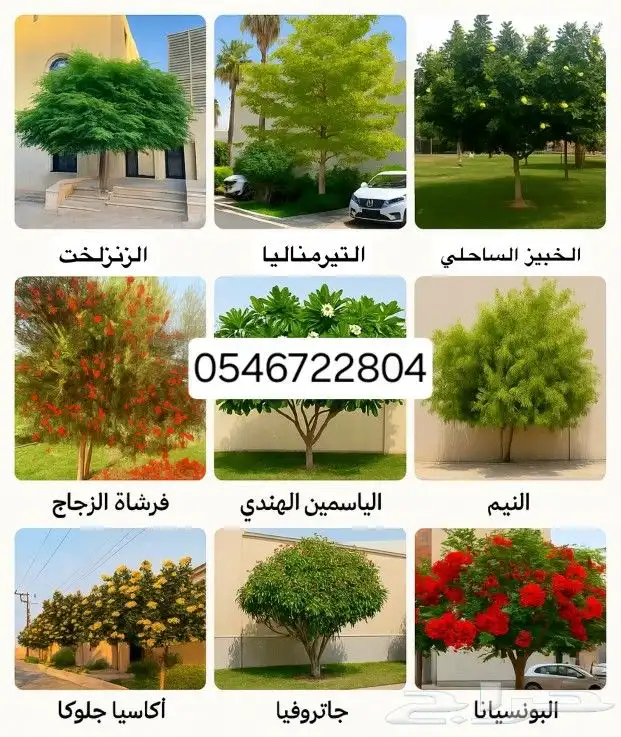 يوجد جميع انواع الاشجار والنباتات خرجي ودخلي 2