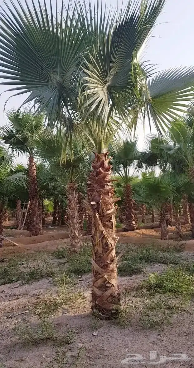 النخل واشنطونياء زينه للبيع 5