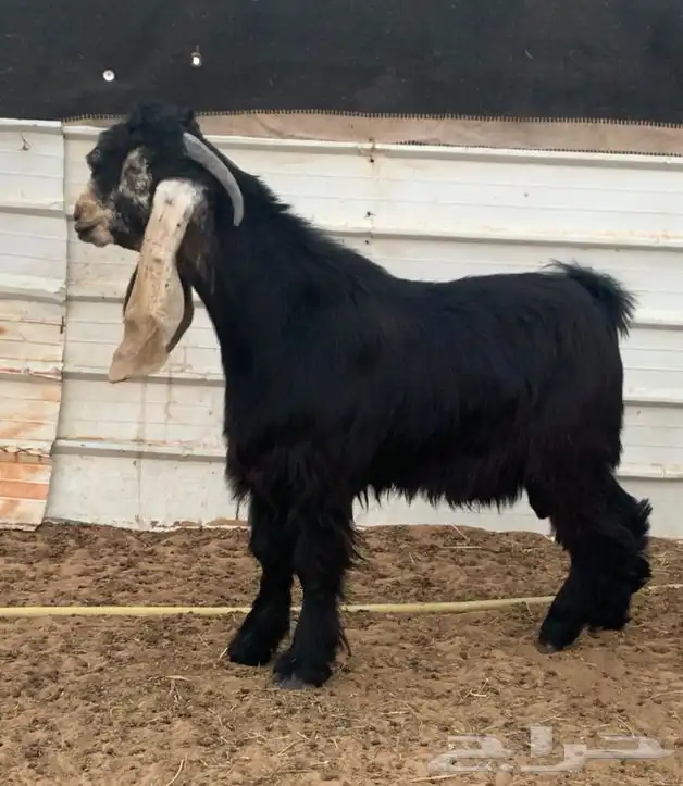 تيس جذع خصم 1