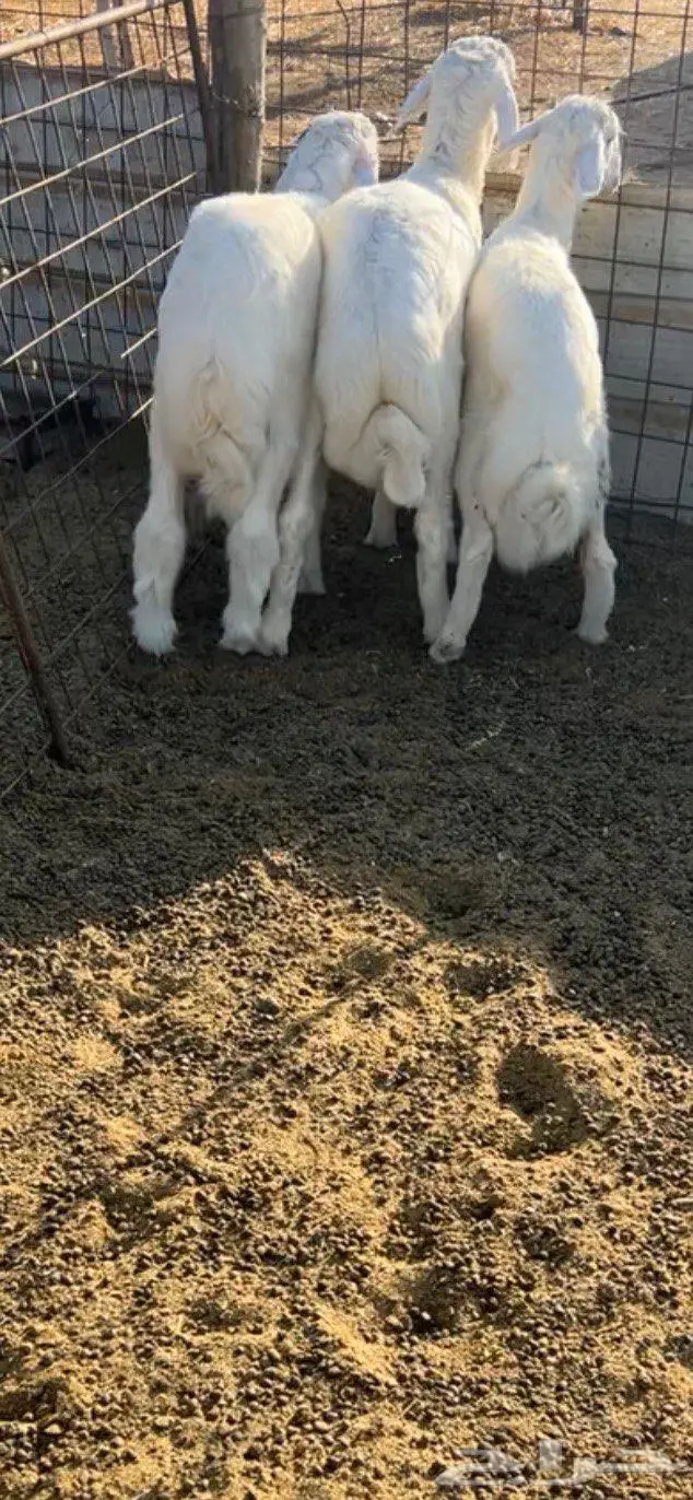 خرفان حريات 0