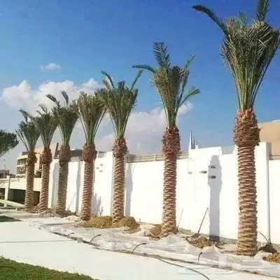 نخل مثمر واشنطن index