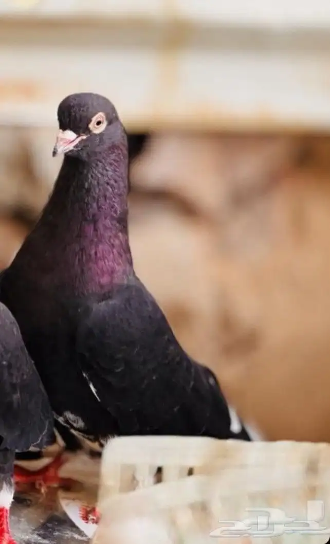 زكر قطيفي اسود مذيل معقد 0