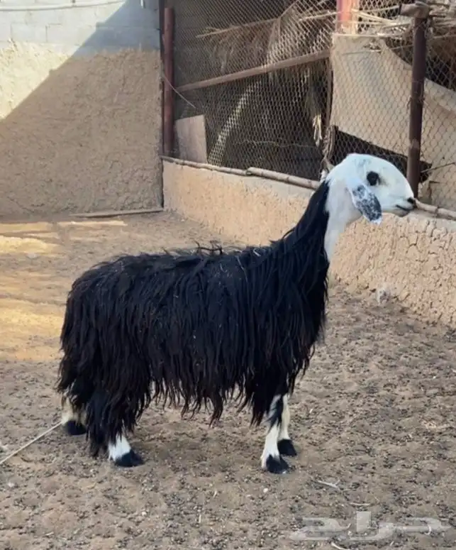 نجديه ثنيه دافع 0