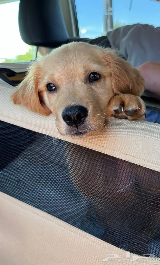 جولدن ريتريفر 4