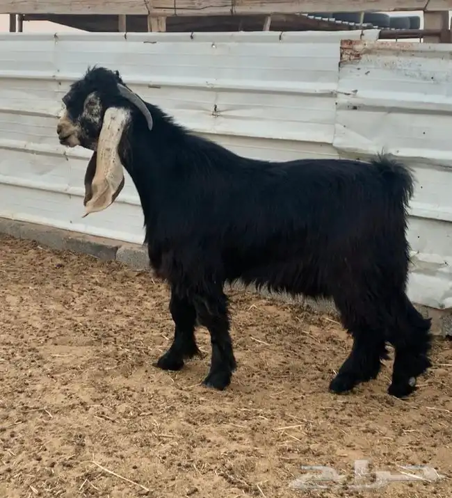 تيس جذع خصم 0