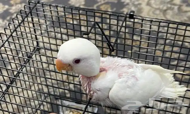 فرخ روز البينو 1