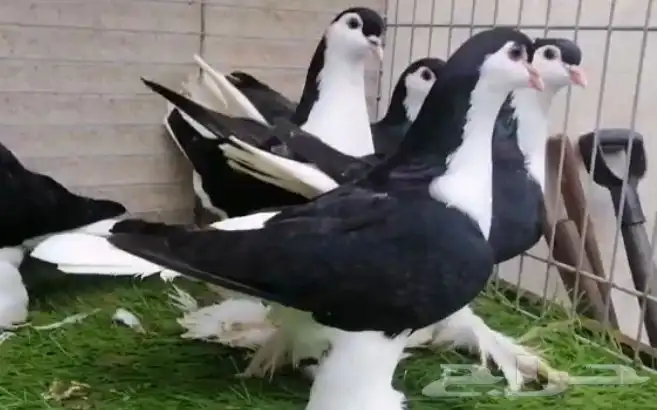 حمام شرازي لاهوري 1