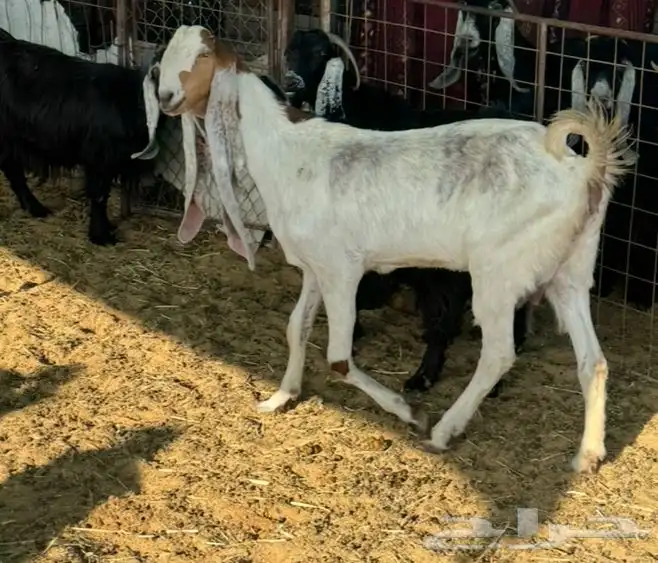 معزا هولنديه مطور صنف 1